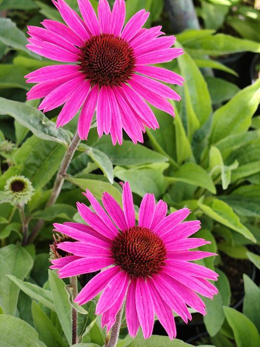 JEŻÓWKA  (Echinacea Moench) , Jeżówki