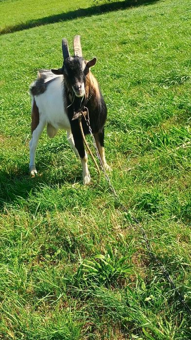 Koziołek miniaturka