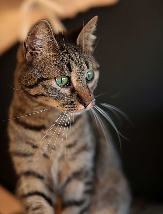 Rysia i Pysia czekają na domek, Blizniaczki Kocie.