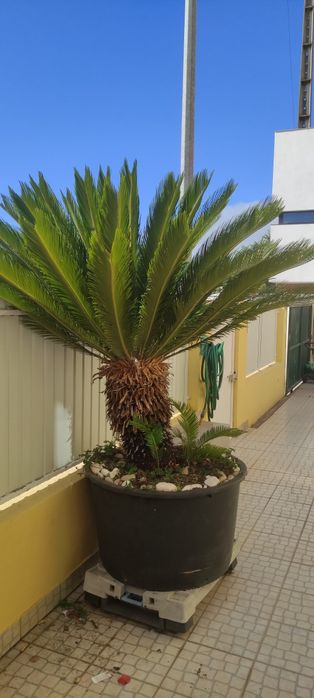 Palmeira cyca tamanho grande