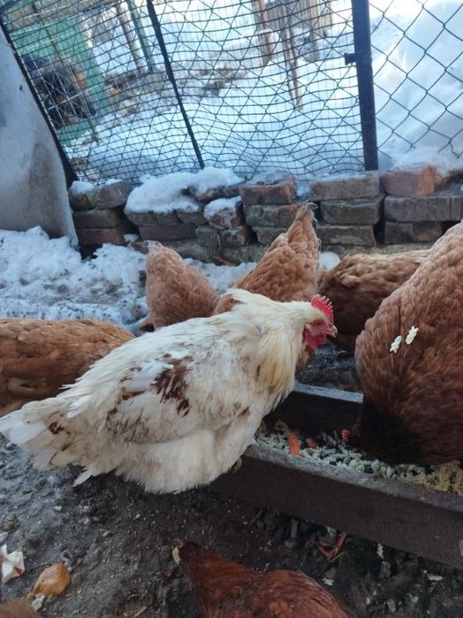 Koguty młode sprzedam