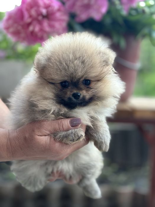 Померанський шпіц дівчинка