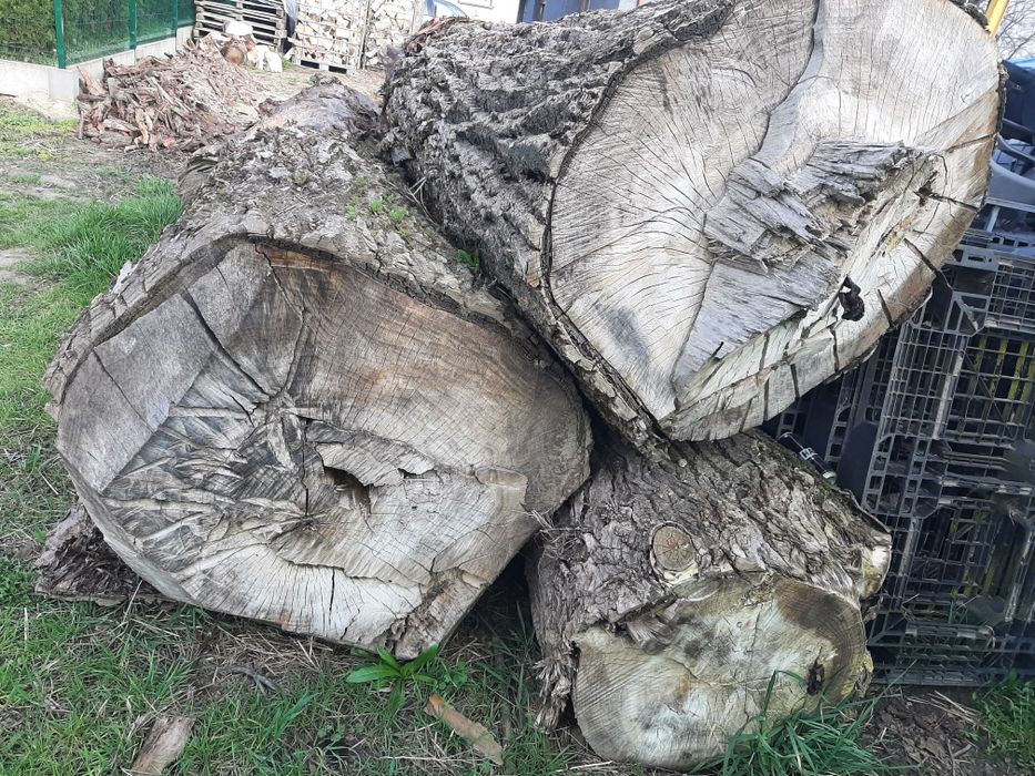Topole tartaczne, drewno na opał, kłody