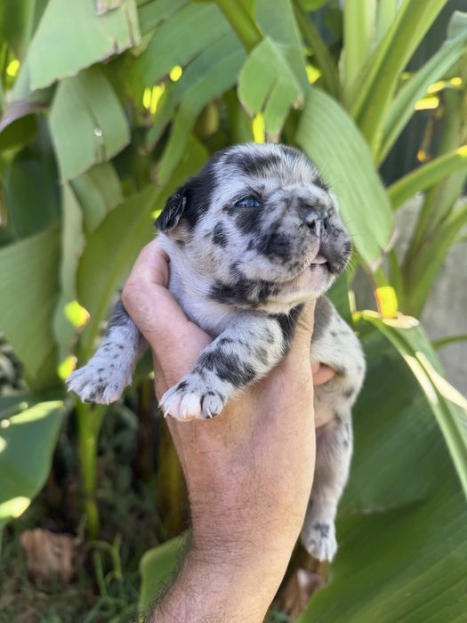 Bulldog frances Menino
