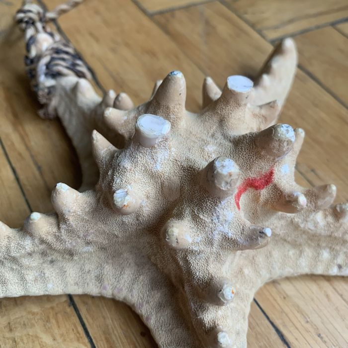 Морська зірка натуральна велика