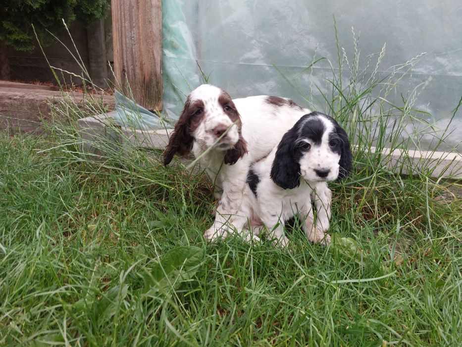 Cocker spaniel szczeniak