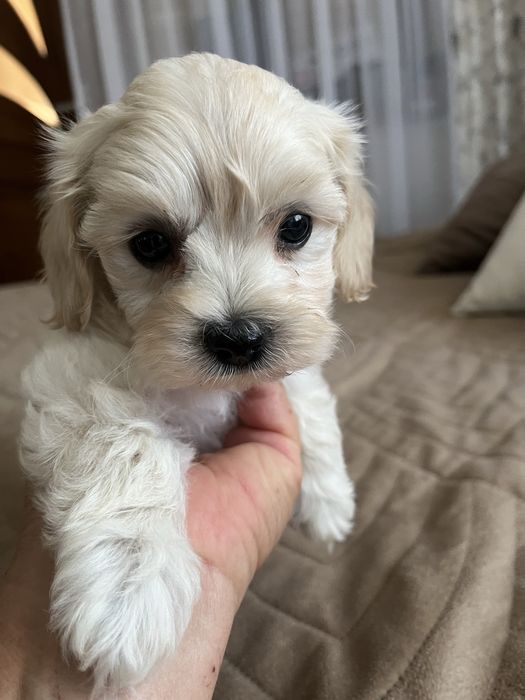 Piesek maltipoo gotowy do odbioru