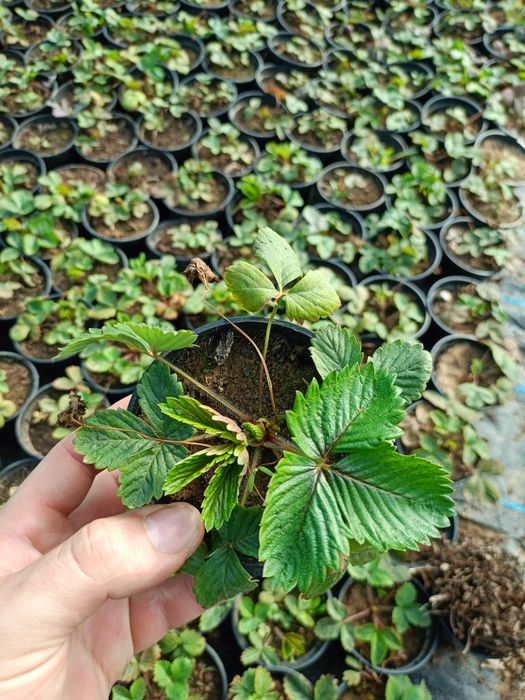 Lubczyk sadzonki magi w doniczce 9cm żywe rośliny