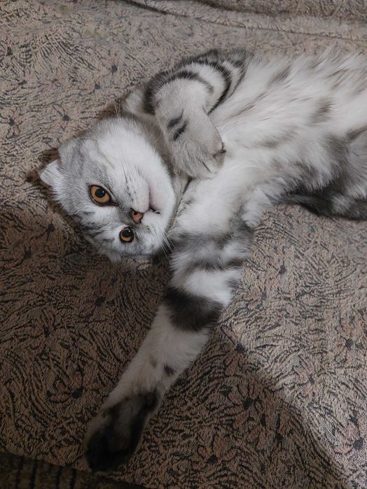 Шотландский кот вязка