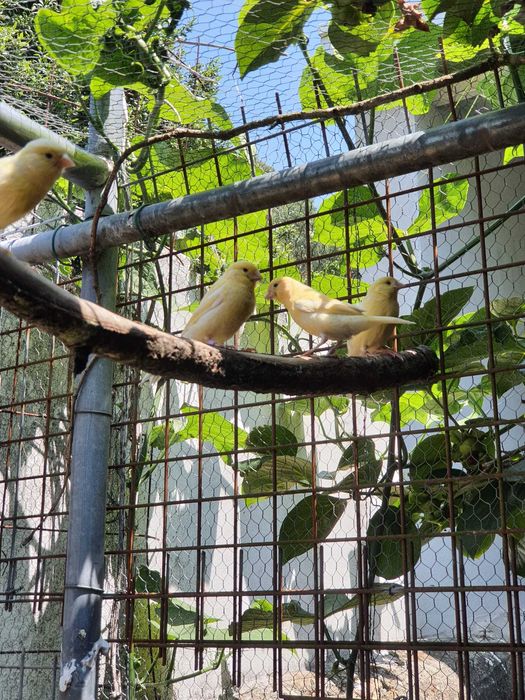 Vendo canários de várias cores