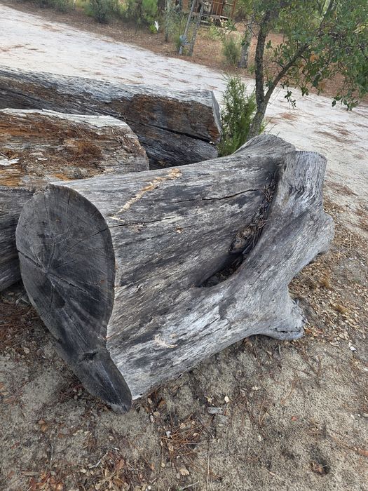 Troncos macissos de eucalipto