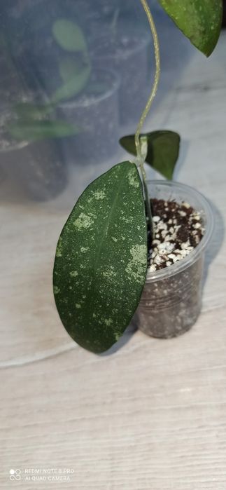 Хойя hoya polypus