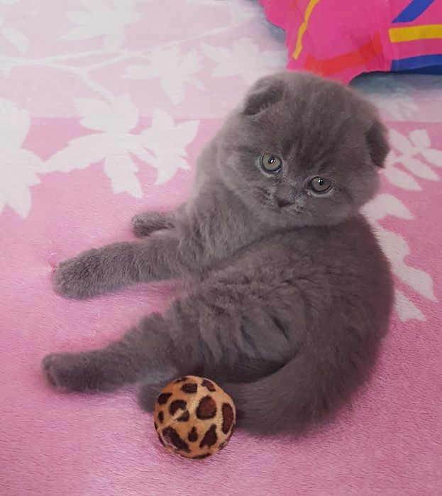Scottish fold fêmea