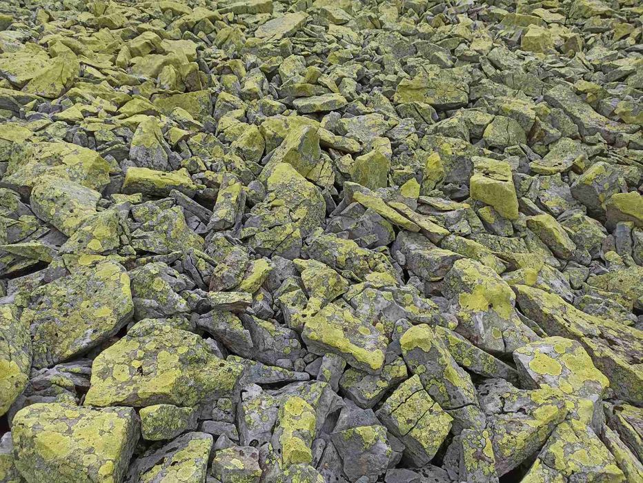 Ісландських мох з Карпат