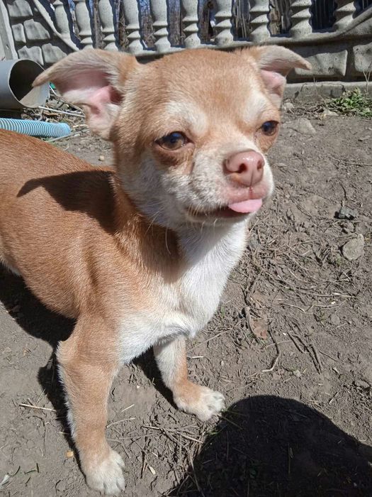 Кобель чихуа-хуа