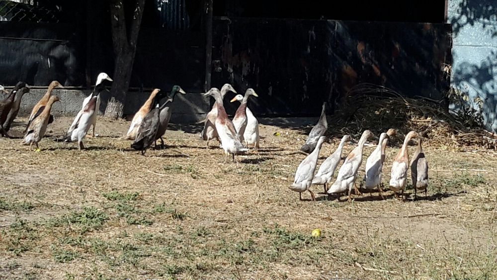 Aves/ Galinhas / Patos