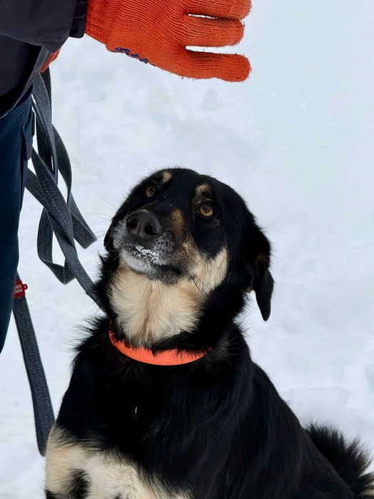 Хлоя (дівчинка) шукає дім!