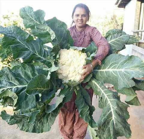 Pack sementes hortaliça couve flor gigante horta cultivo agricultura