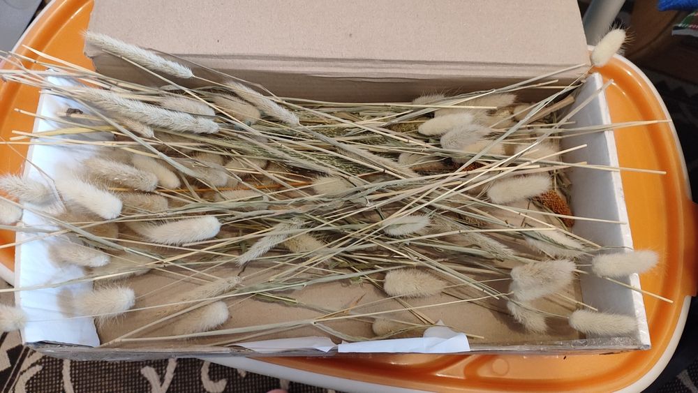 Лангурус сухоцвіт