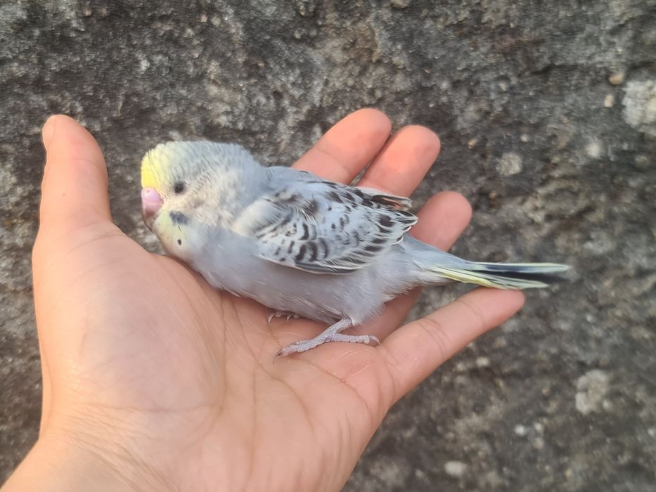 Periquitos Domésticado muito meigos