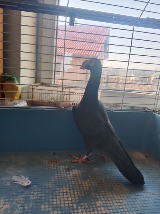 Gołębie kariery  2 samce