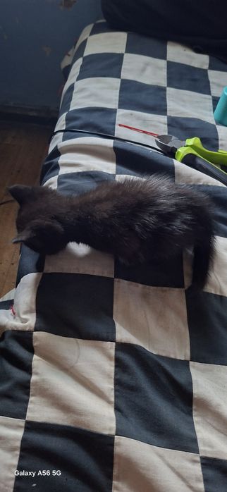 отдам бесплатно котика
