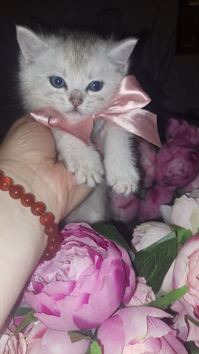Кошенята срібна шиншила тільки у нас самі класні