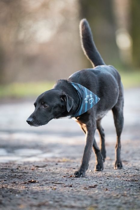 Smutny Piesek Lesio do adopcji!