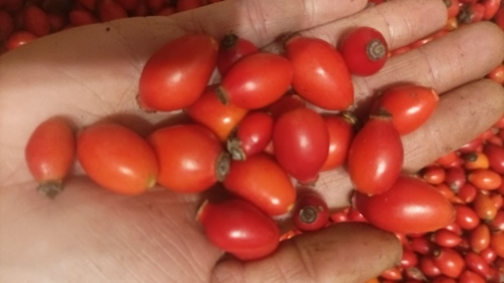 Продам шипшину сушену з Карпат