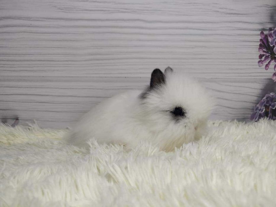 Króliczki Karzełki Teddy. Piękne, zdrowe maluszki do rezerwacji.