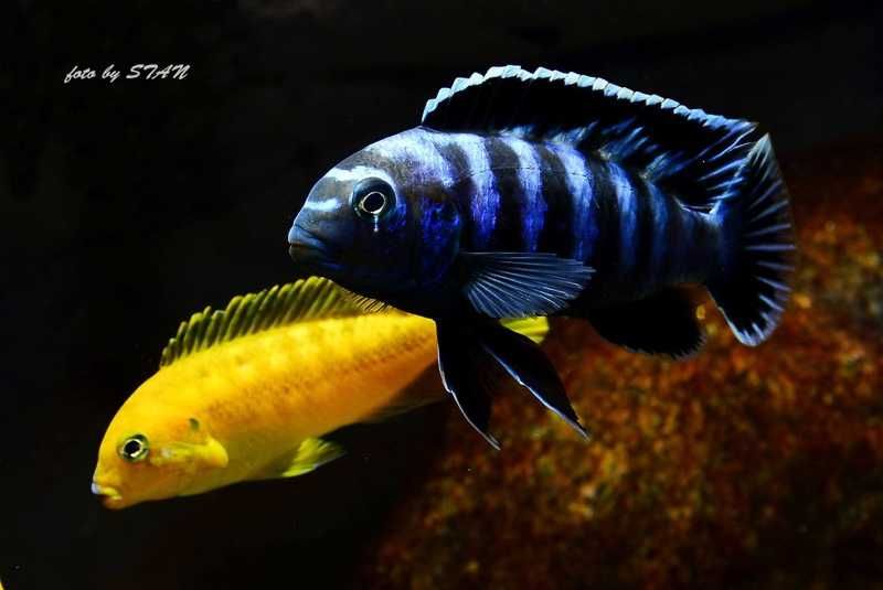 Chindongo Saulosi