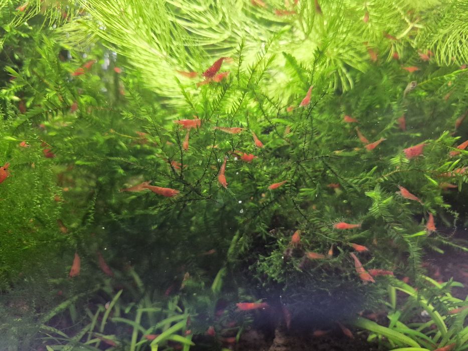Krewetki red cherry po sakurach