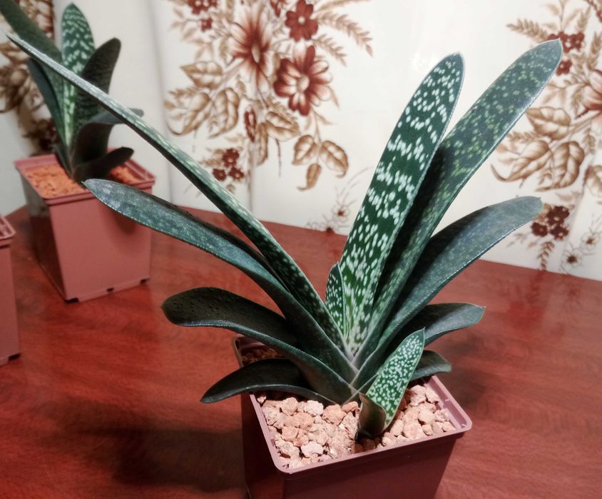 Гастерія карликова (Gasteria liliputana)