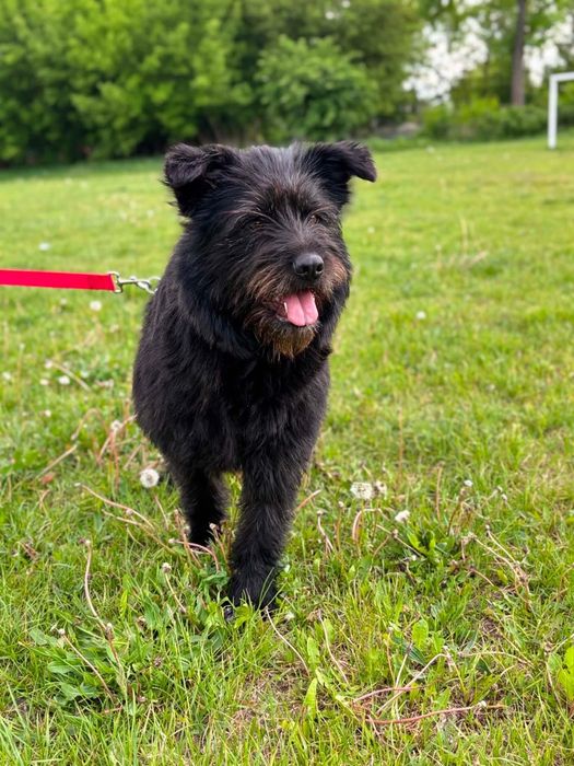 Wyjątkowa sunia do adopcji