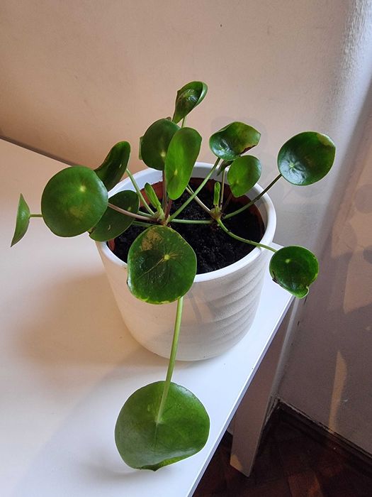 Vendo Planta natural Pilea peperomioides