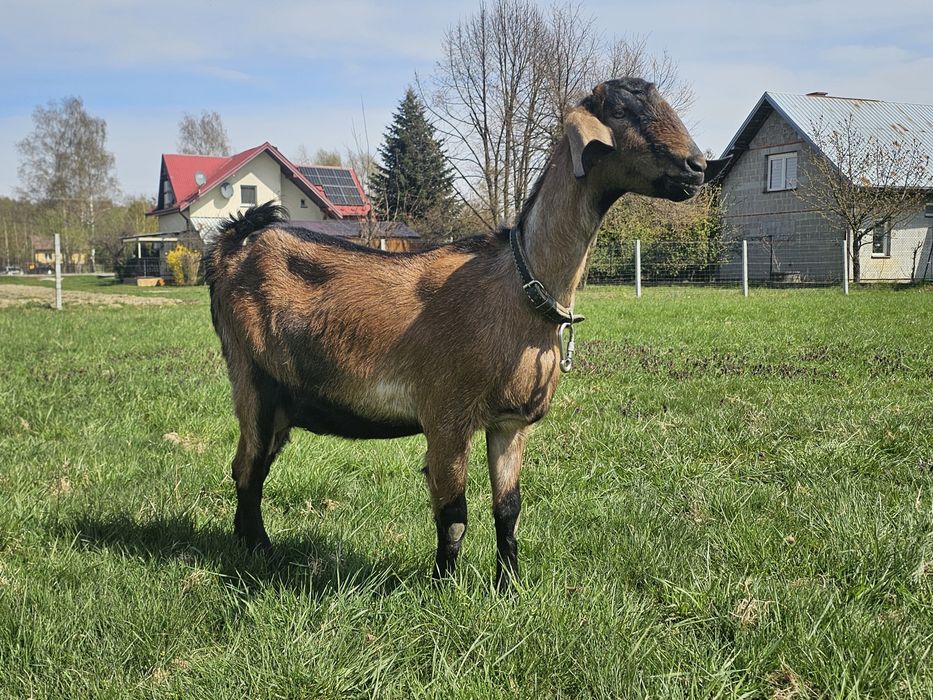 Kozy anglonubijskie/koziołki