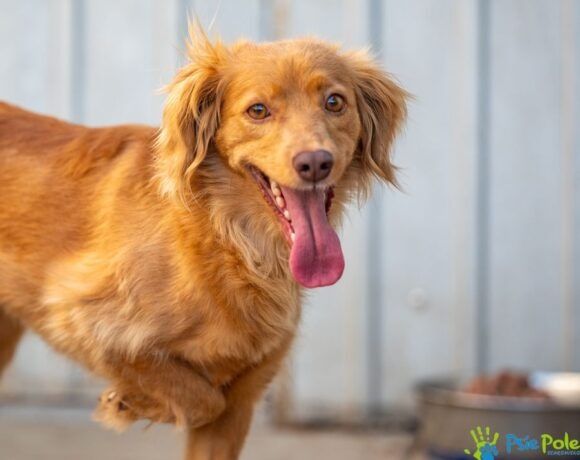 Piękna sunia KINIA szuka domu na stałe