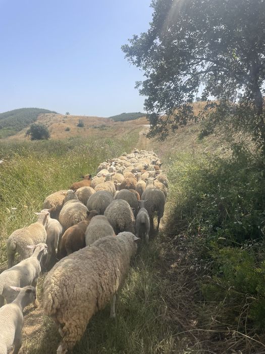 Ovelhas cruzadas B4 várias raças