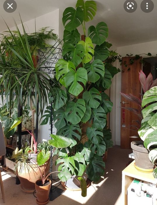 Monsteras deliciosa gigantes