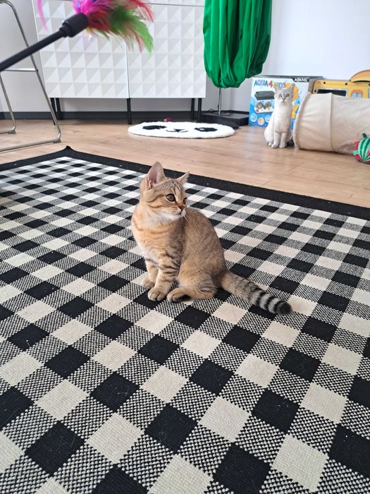 Kotek brytyjski