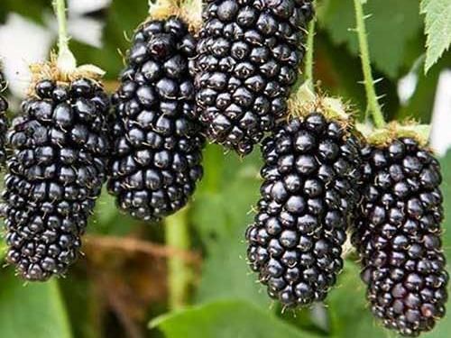 Czernica –Jeżyna sadzonki z własnej plantacji, duże i słodkie owoce !