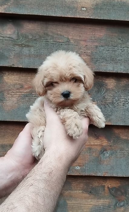 Мальтипу F1 и F2