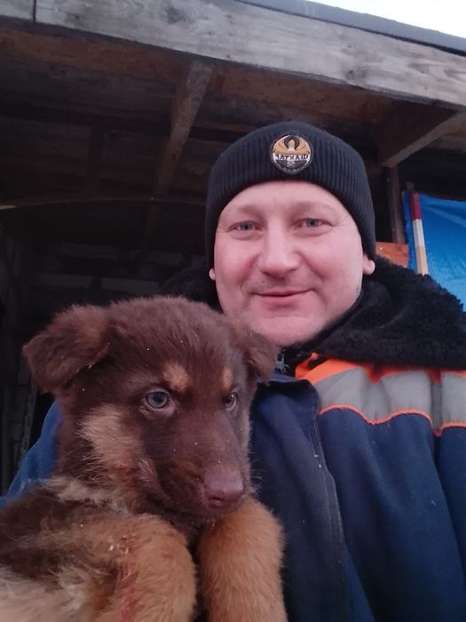 Немецкая овчарка.