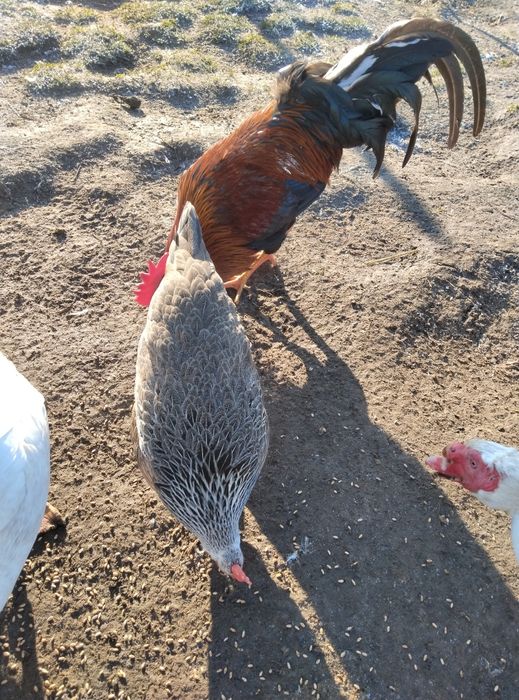 Інкубаційне яйце