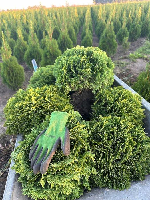 Туя Смарагд. Найнижчі ціни!