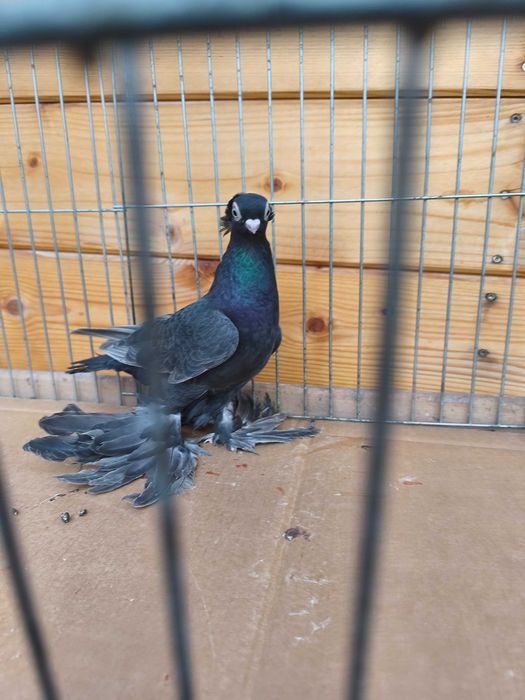 Wywrotki mazurskie wywrotek