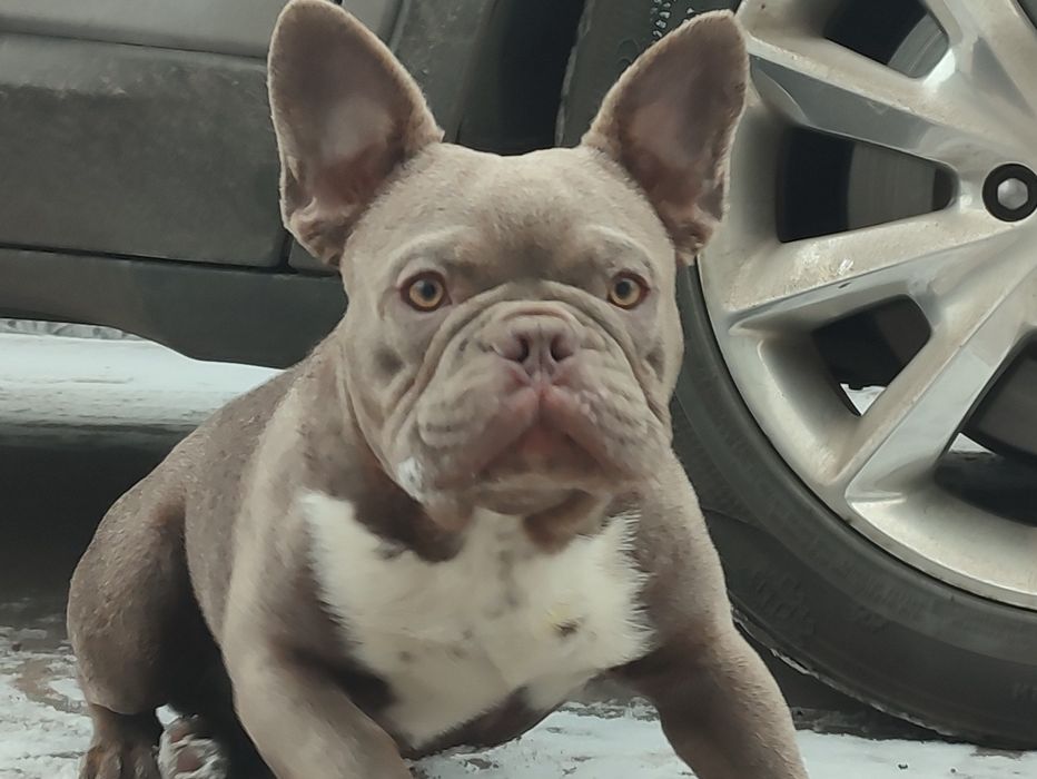 Два кобеля Изабелла и голубой мерле Французский бульдог