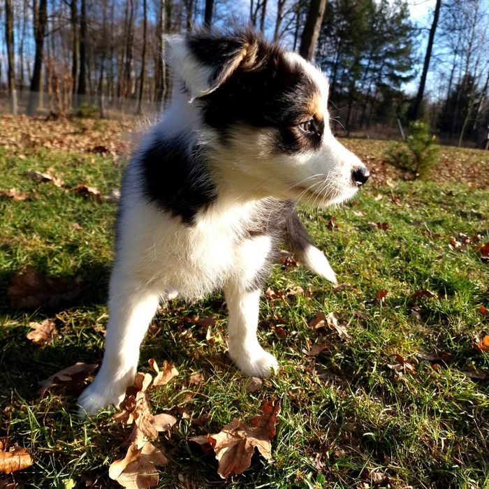 Border collie black white tricolor dziewczynka