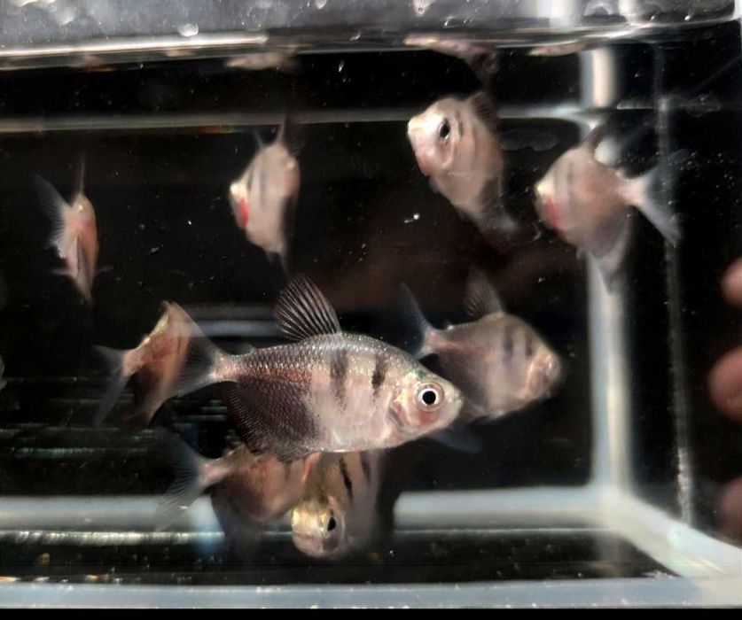 Paletka Red turkus hodowla legalna wysyłka