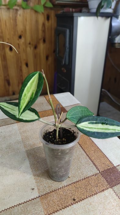 Хойя Macrophylla Pot of Gold